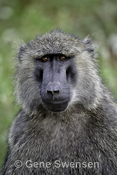 Baboon