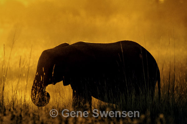 Elephant at Sunset