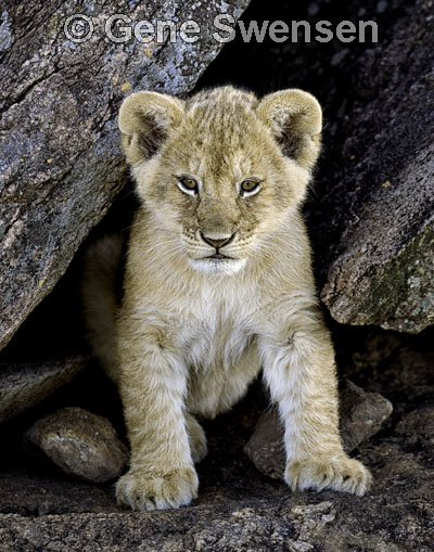 Lion Cub