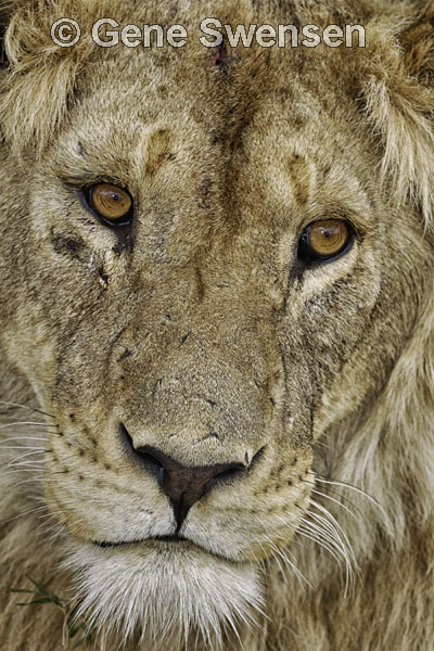 Male Lion