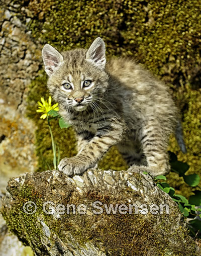 Bobcat