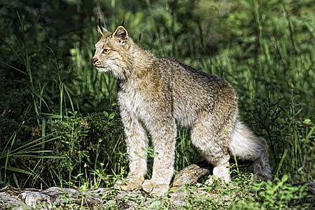 Canadian Lynx