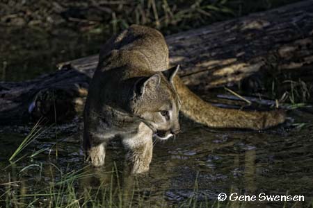 Mountain Lion