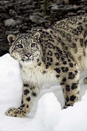 Snow Leopard